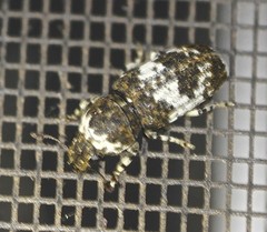 Dendropemon albopictus