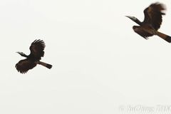 Anorrhinus galeritus