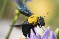 Xylocopa minor