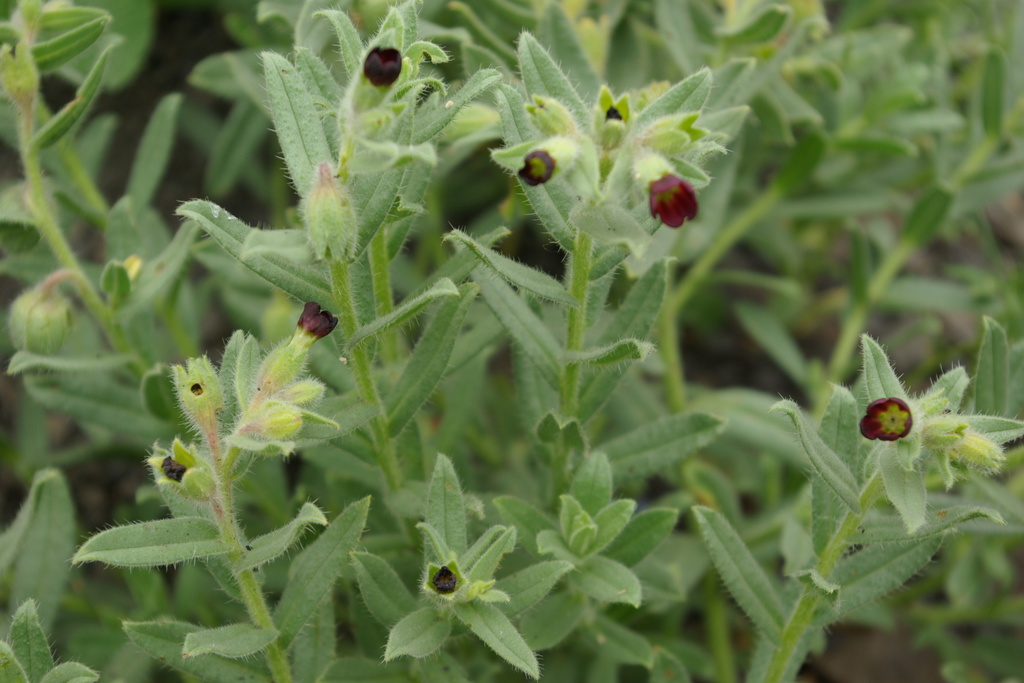 Nonea daghestanica