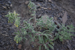 Onosma levinii