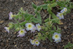 Nonea versicolor
