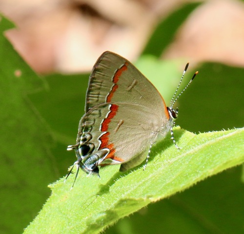 Red-banded Hairstreak, Rogers, AR, USA, photo 10 of 10