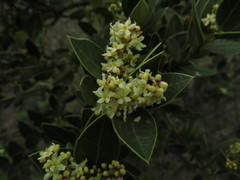 Citronella mucronata