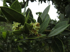 Citronella mucronata
