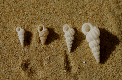 Epitoniidae
