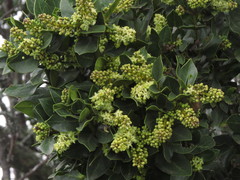 Citronella mucronata