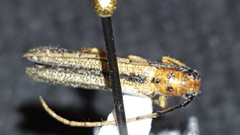 Oberea tripunctata