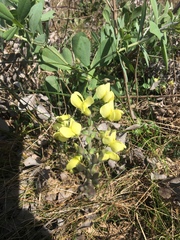 Baptisia bracteata leucophaea