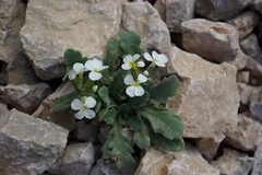Arabis farinacea
