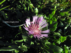 Centaurea pullata