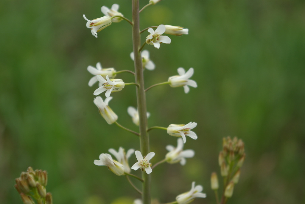 Turritis laxa