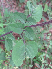 Salvia involucrata