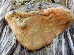 Pyrofomes juniperinus
