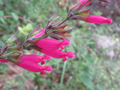 Salvia involucrata