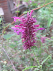 Agastache mexicana
