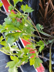 Petroselinum crispum