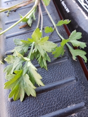 Petroselinum crispum