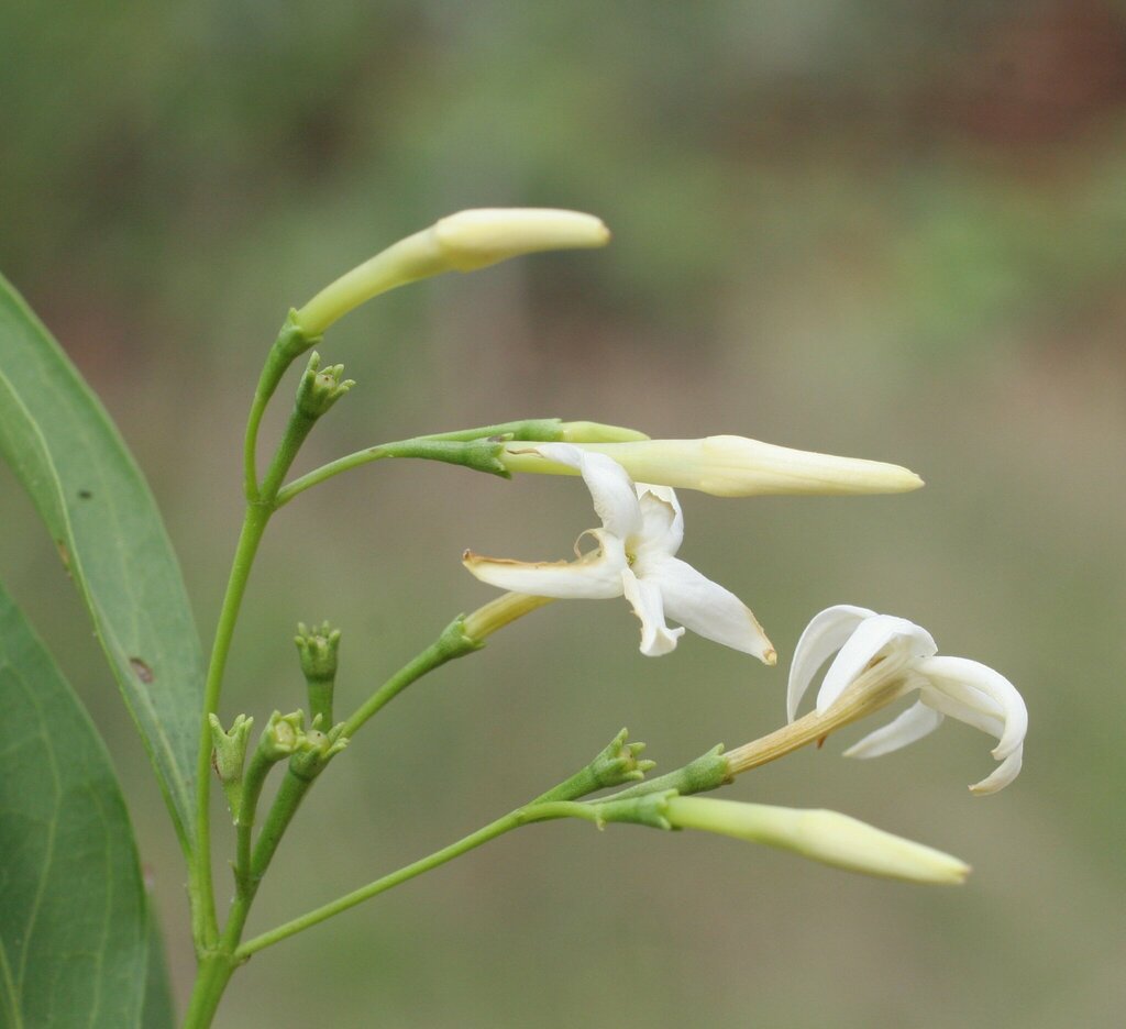 Jasminum molle