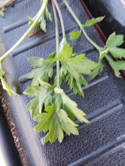 Petroselinum crispum