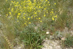 Brassica elongata