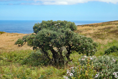 Macrolearia chathamica