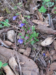 Scutellaria potosina