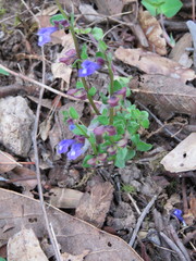 Scutellaria potosina