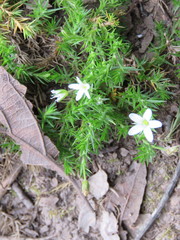 Arenaria lycopodioides