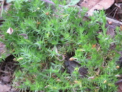 Arenaria lycopodioides