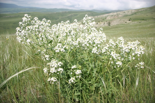 Катран крупноцветковый