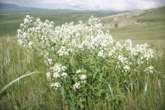 Crambe grandiflora