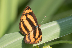 Pantoporia
