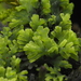 Riccardia chamedryfolia - Photo 由 Dan Tucker 所上傳的 (c) Dan Tucker，保留部份權利CC BY-NC