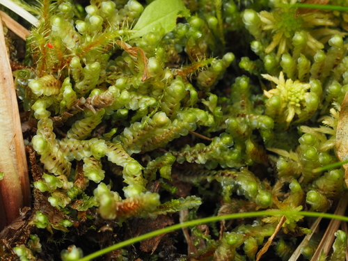 Scapania paludosa
