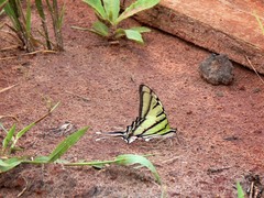 Protesilaus telesilaus