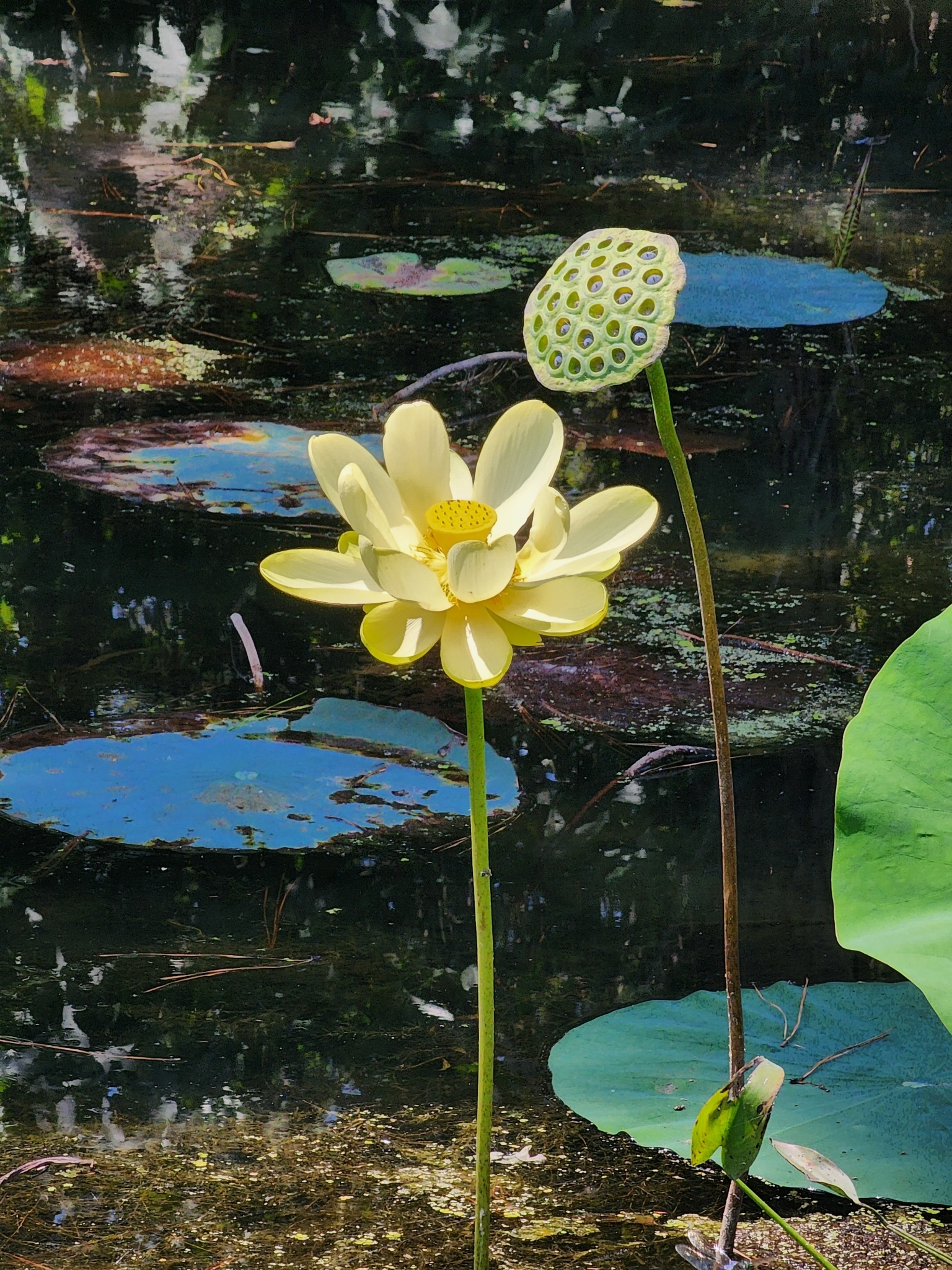 Nelumbo