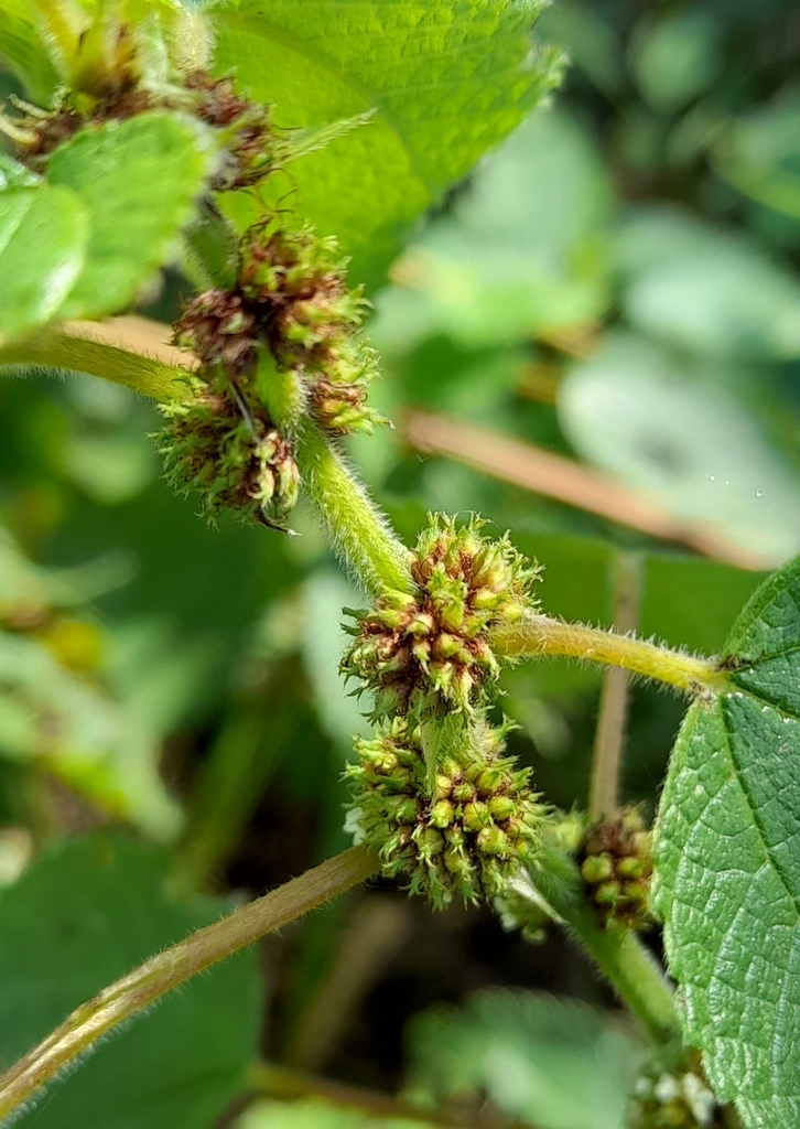 Asian ghostweed