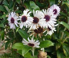 Macrolearia chathamica