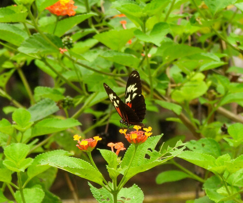 Subspecies Heliconius elevatus tumatumari · iNaturalist