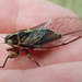 Chatham Island Cicada - Photo no rights reserved, uploaded by Peter de Lange