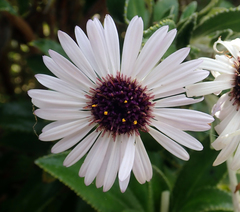 Macrolearia chathamica