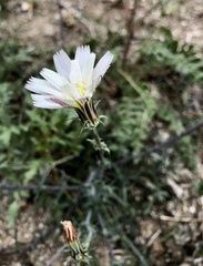 Rafinesquia californica
