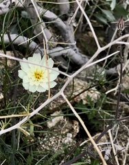 Rafinesquia californica