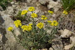 Alyssum dagestanicum