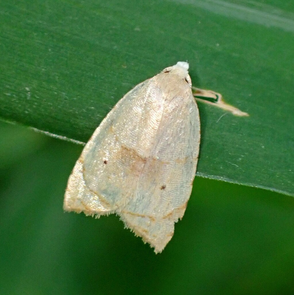 Batman Moth from Staten Island, NY, USA on August 19, 2023 at 02:29 PM ...