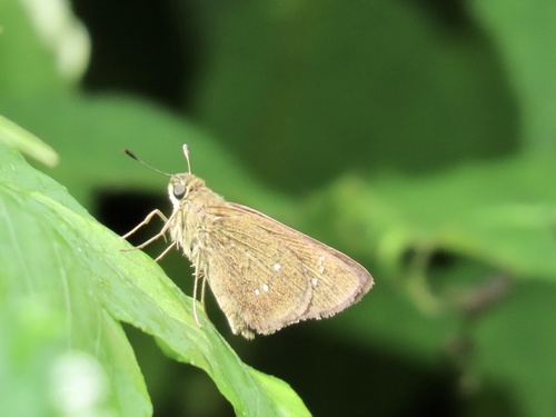 Formosan Swift photo 4