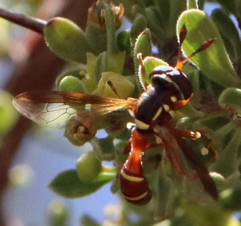 Yellowshield Wasp Fly