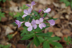 Cardamine quinquefolia