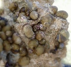 Nerita peloronta